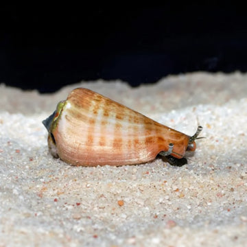 Sand Sifting Strawberry Conch (Conomurex luhuanus) (M)