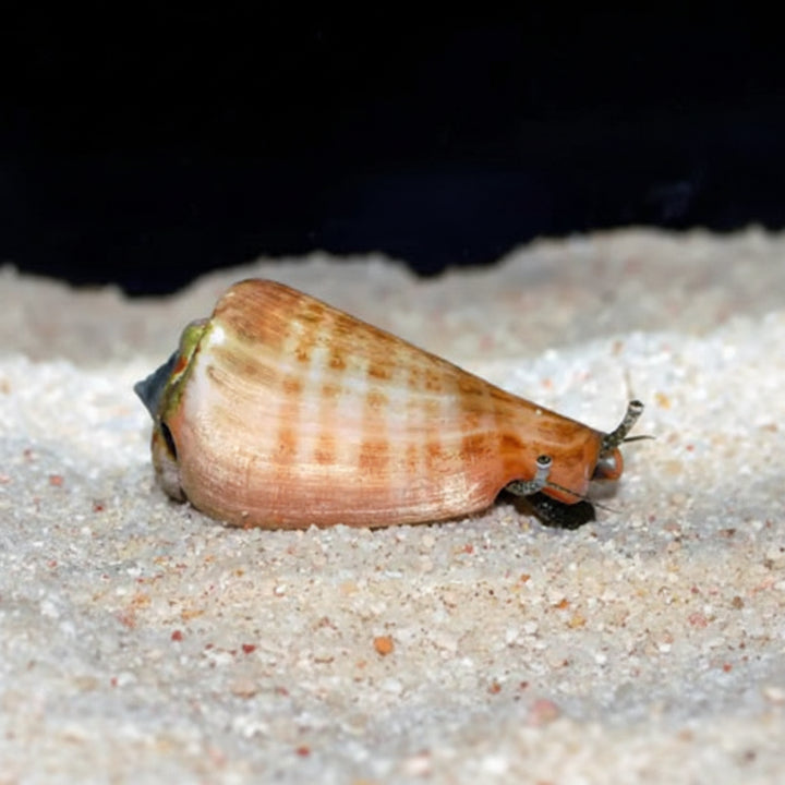 Sand Sifting Strawberry Conch (Conomurex luhuanus) (M)