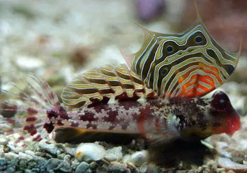 Scooter Blenny (Synchiropus ocellatus) S-M - Kala