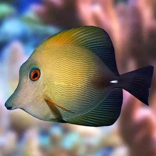 Scopas Tang (Zebrasoma scopas) (M)