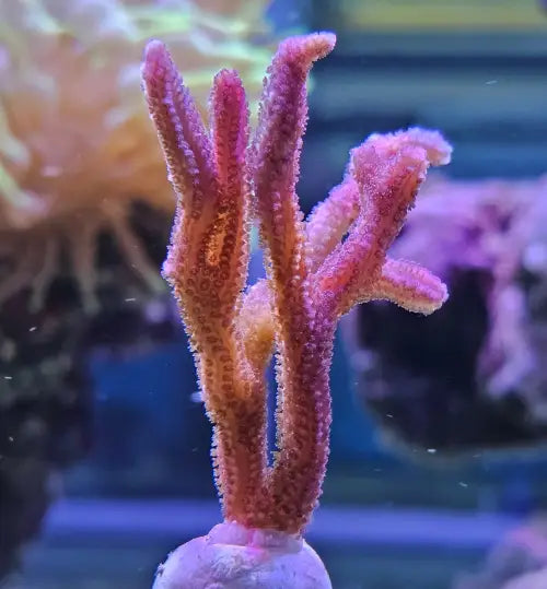 Seriatopora Hystrix Pink