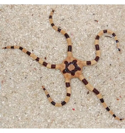 Serpent Starfish - Tiger (Ophiolepis superba)
