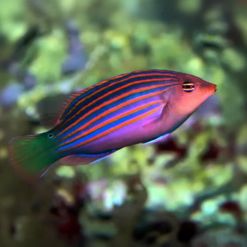 Six Line Wrasse (Pseudocheilinus hexataenia)