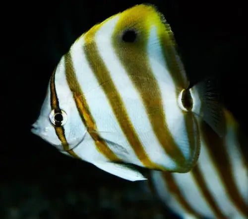 Sixspined Butterflyfish (Parachaetodon ocellatus) (S) Elävät eläimet