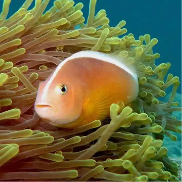 Skunk Anemonefish (Amphiprion akallopisos)