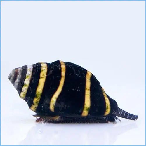 Snail - Bumble Bee (Engina mendicaria)