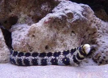 Snowflake eel (Echidna nebulosa)