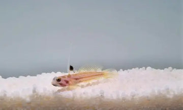 Stonogobiops yasha - T.B. (kasvatettu)