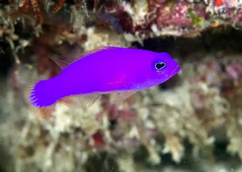 Strawberry pygmy basslet (Pictichromis porphyrea)