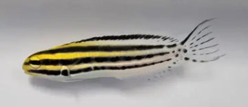Striped blenny (Meiacanthus grammistes)