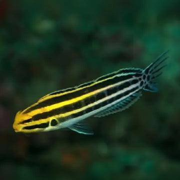 Striped blenny (Meiacanthus grammistes)