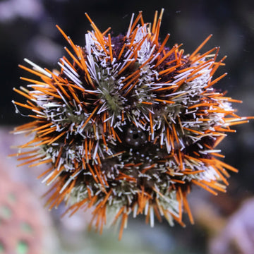 Striped sea urchin (Tripneustes gratilla)