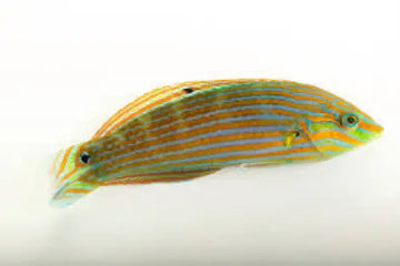 Tailspot Wrasse (Halichoeres melanurus)