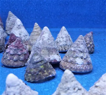 Tectus fenestratus