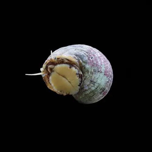 Turbo Snail – Turbo brunneus