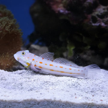 Valenciennea puellaris
