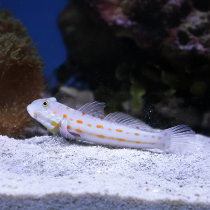 Valenciennea puellaris