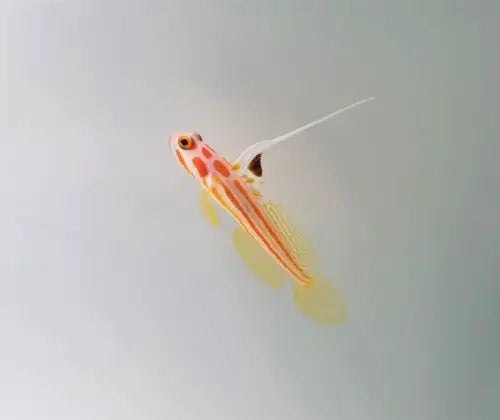 Yasha-Shrimp Goby (Stonogobiops yasha)
