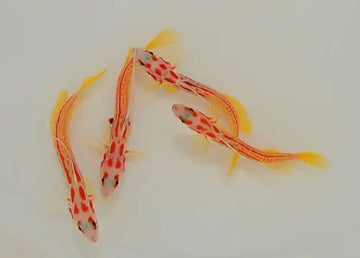 Yasha-Shrimp Goby (Stonogobiops yasha)