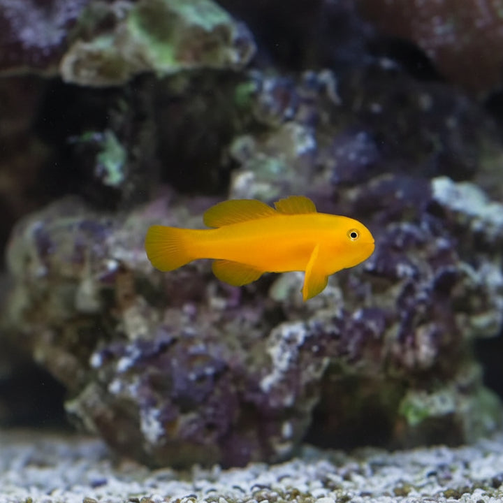 Yellow Clown Goby (Gobiodon okinawae)