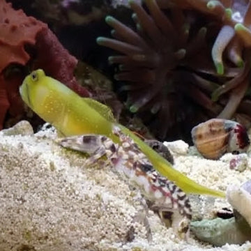 Yellow Prawn Goby + Alpheus bellulus