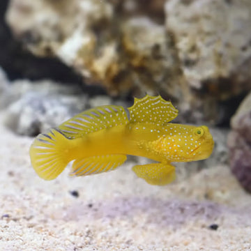 Yellow Prawn Goby (Cryptocentrus cinctus)