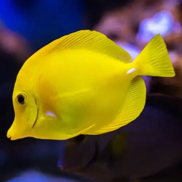 Yellow Tang (Zebrasoma Flavescens)