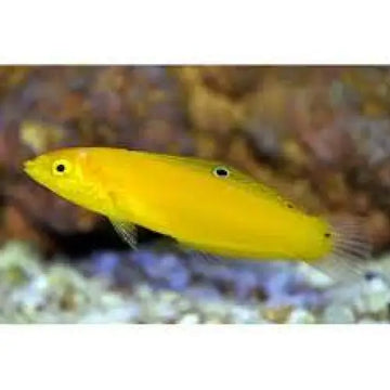 (Yellow wrasse) Halichoeres chrysus