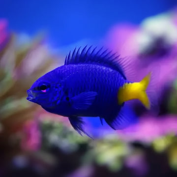 Yellowtail damselfish (chrysiptera parasema]