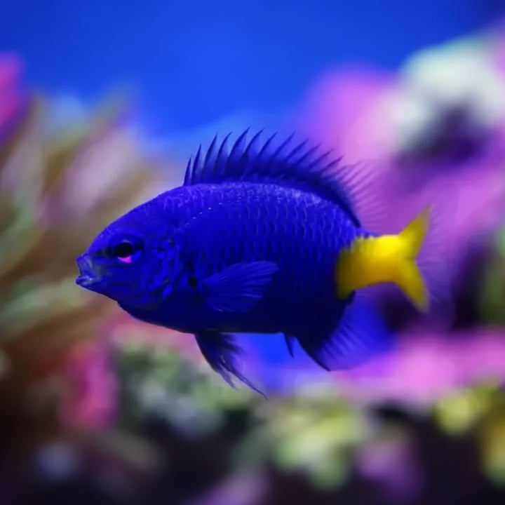 Yellowtail damselfish (chrysiptera parasema]